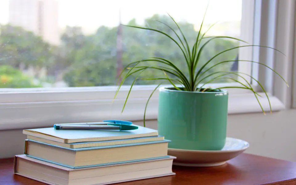 A spider plant in a green pot next to a stack of books and a pen on a sunny windowsill